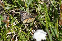 Boloria napaea