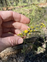 Acacia amblygona