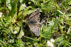 Boloria napaea