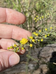 Acacia amblygona