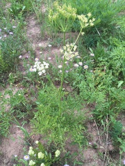 Ligusticum porteri