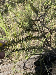 Acacia amblygona