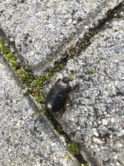 Temnorhynchus retusus