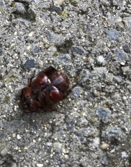 Temnorhynchus retusus