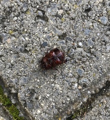 Temnorhynchus retusus