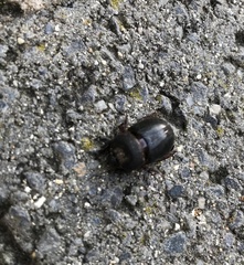 Temnorhynchus retusus