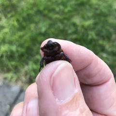 Temnorhynchus retusus