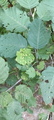 Eriophyes alniincanae