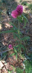 Trifolium alpestre