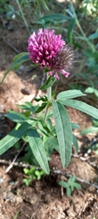 Trifolium alpestre