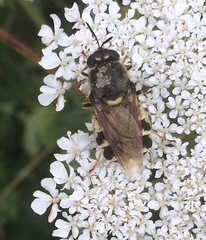 Stratiomys singularior