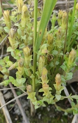 Gentiana squarrosa
