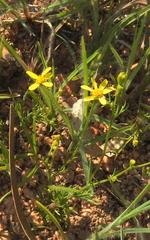Glossocardia bosvallia