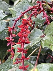 Berberis bealei