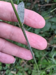 Bromopsis