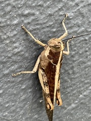 Valanga irregularis