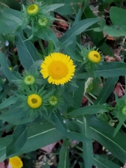 Pentanema britannica