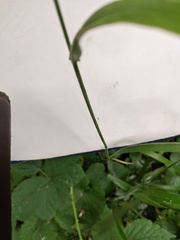 Bromopsis