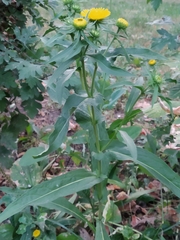 Pentanema britannica