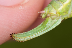 Poecilimon intermedius