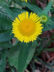 Pentanema britannica