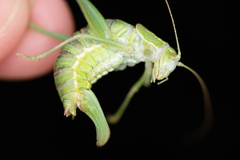 Poecilimon intermedius