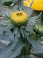 Pentanema britannica