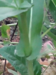 Pentanema britannica