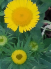 Pentanema britannica