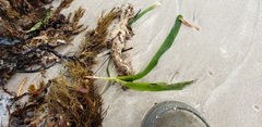 Posidonia australis