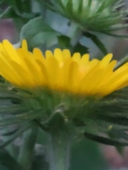 Pentanema britannica