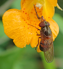 Rhingia nasica image