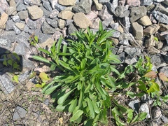 Erigeron acris droebachiensis