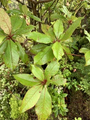 Clethra arborea