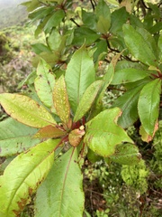 Clethra arborea
