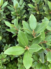 Laurus azorica