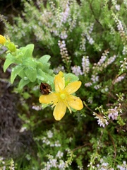 Hypericum foliosum