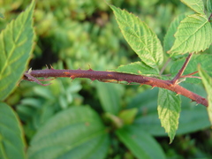 Rubus questieri