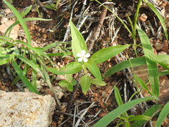 Catharanthus pusillus