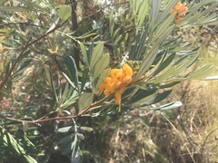 Grevillea refracta