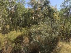 Grevillea refracta
