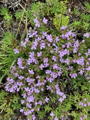 Thymus caespititius