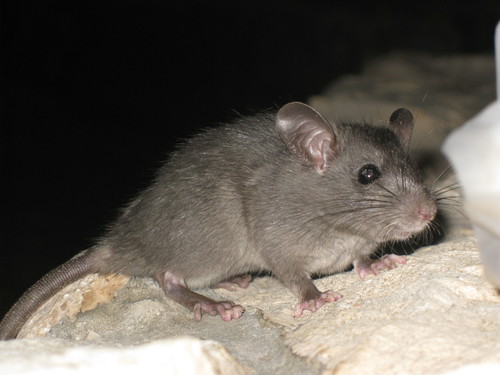Black Rat in the wild — India wildlife