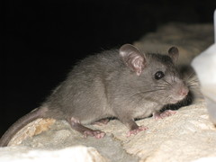 Black Rat photo 5