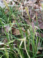 Carex communis