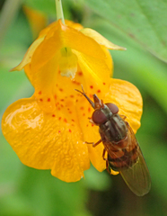 Rhingia nasica image