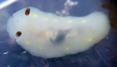Cadlina flavomaculata