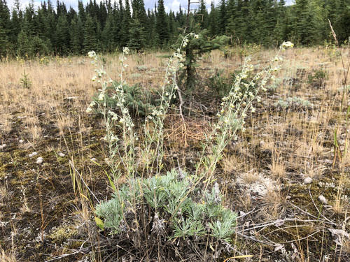 Image of Artemisia alaskana by (c) Jason Grant, some rights reserved (CC BY)