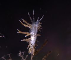 Rubramoena rubescens