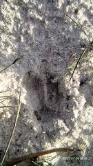 Raphicerus campestris